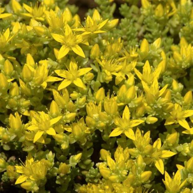 Седум (Yellow Sedum acre-Muurpeper)