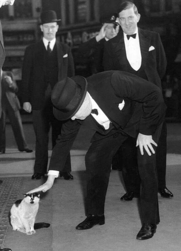 Даже если ты Уинстон Черчилль, нельзя просто так взять и пройти мимо котика. Лондон, 1952 г. история, ретро, фото