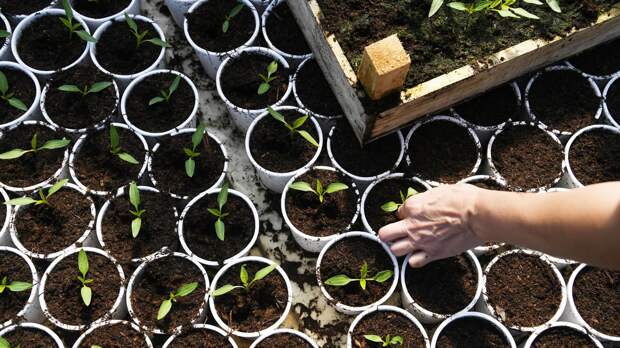 Что сделать на даче в майские праздники: сад, огород и дом