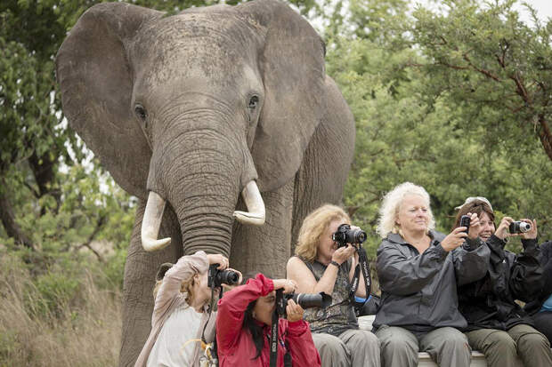 Такой «друг», как слон, может сильно оживить скучный снимок, сам того не ведая
