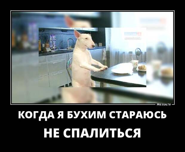 Новые смешные демотиваторы (46 фото)