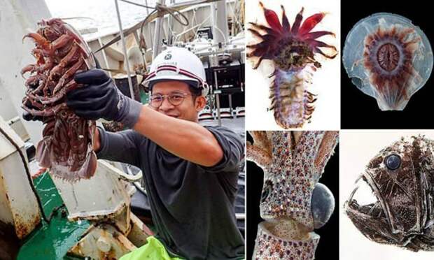 В Индонезии поймали более 12 тысяч "инопланетных" морских существ ynews, интересно, исследования, морские животные, морские существа, новости, фото, экспедиция