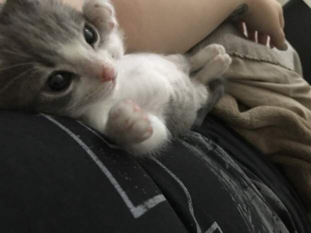 http://goodnewsanimal.ru/_nw/70/s78644433.jpg