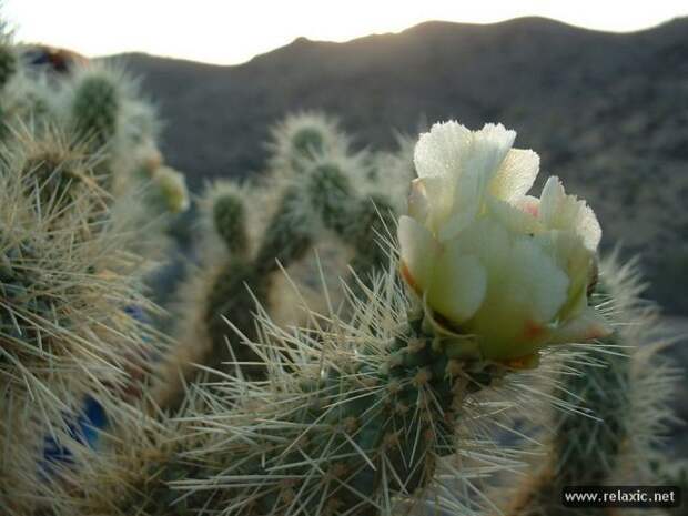 nature_056