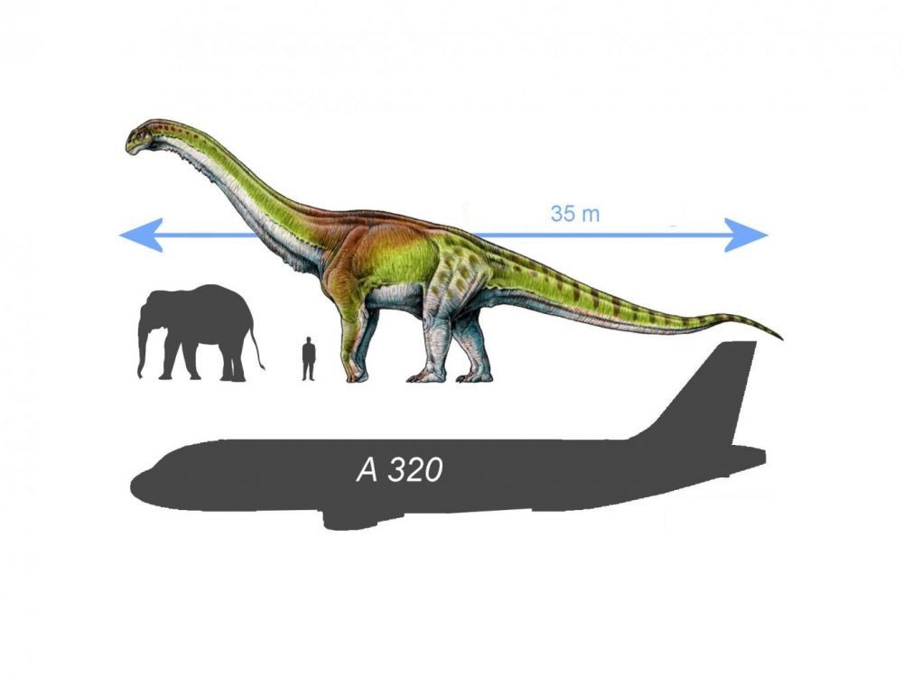 Patagotitan mayorum в сравнении со взрослым человеком, слоном и самолетом A 320 / © The Ancient Ones