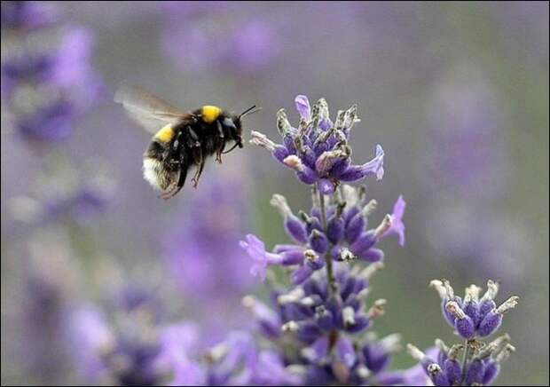 Лавандовые поля под голубым небом Франции. Лавандовые поля под голубым небом Франции.