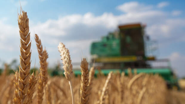 «Есть определенные проблемы»: как температурные качели повлияют на урожай