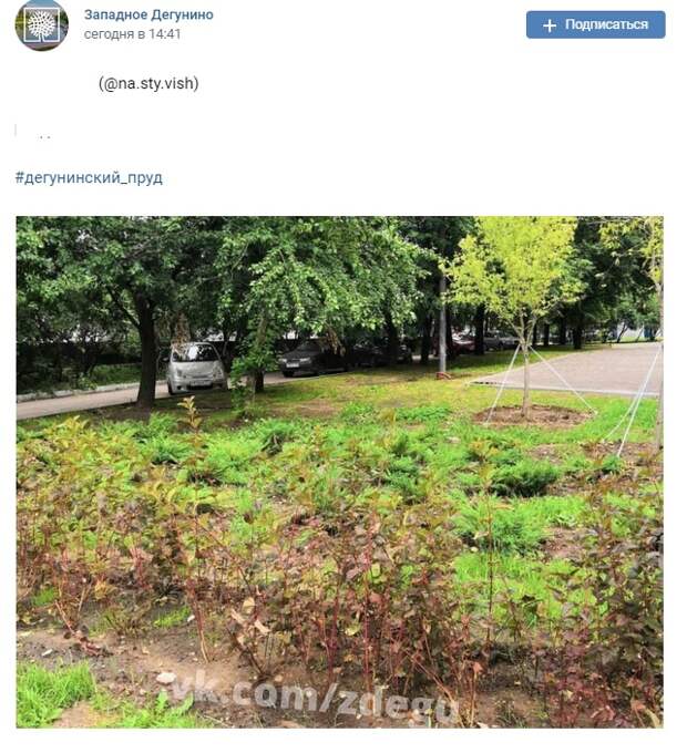 Фото дня: у Дегунинского пруда высадили новые кусты