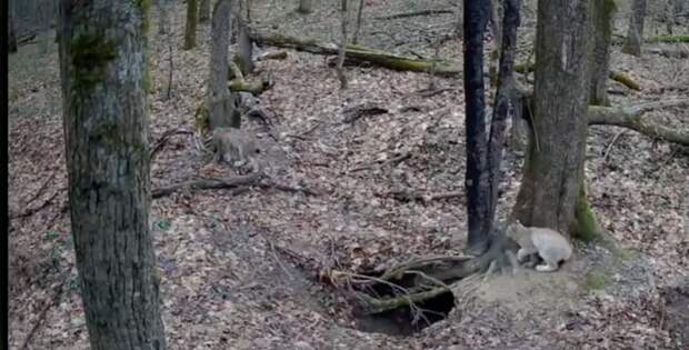 В соседнем с Тульской областью калужском заповеднике заметили семейство рысей