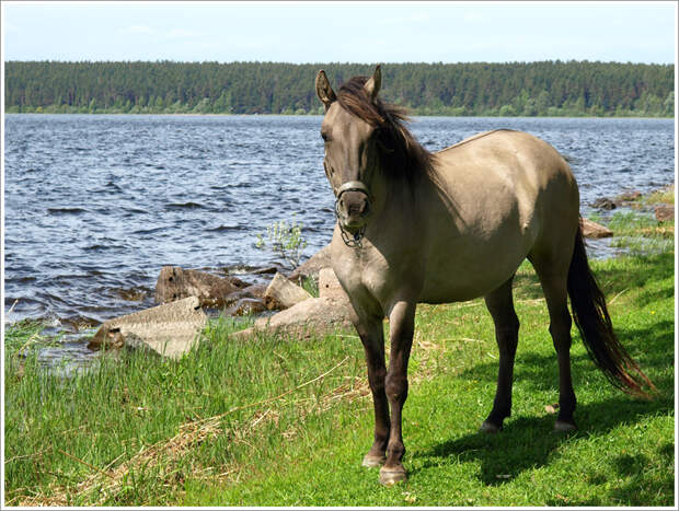 Great photos of Seliger lake