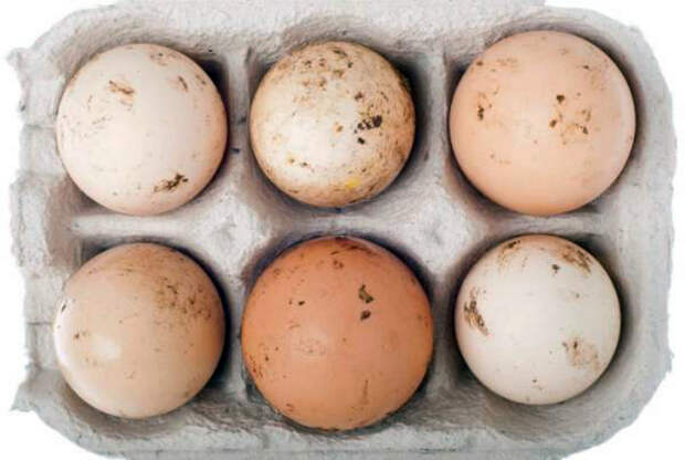 Хранить и использовать грязные яйца. | Фото: Twitter.