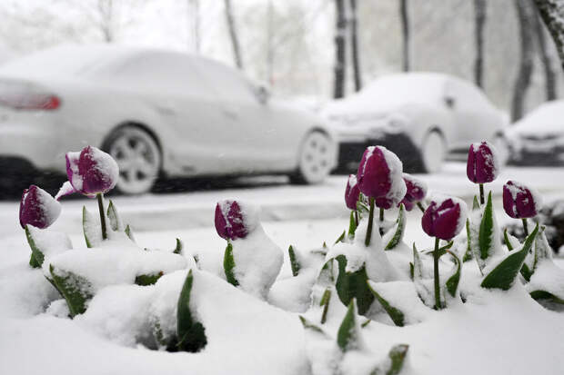 Агроном Туманов: в снежную погоду можно высаживать свеклу, морковь и горох
