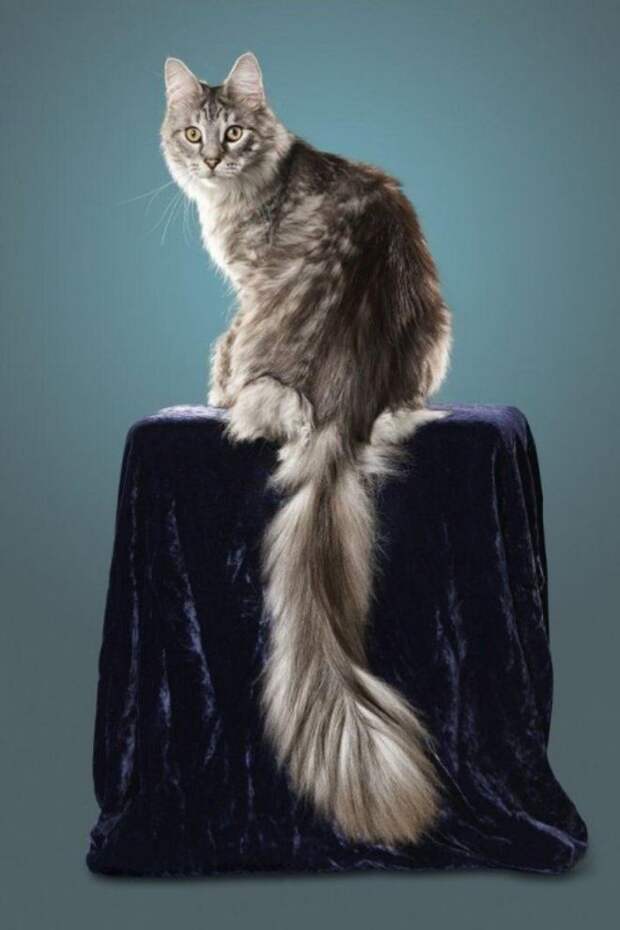 А этот шикарный котик попал в Книгу рекордов Гиннеса 2018 года из-за своего хвоста
