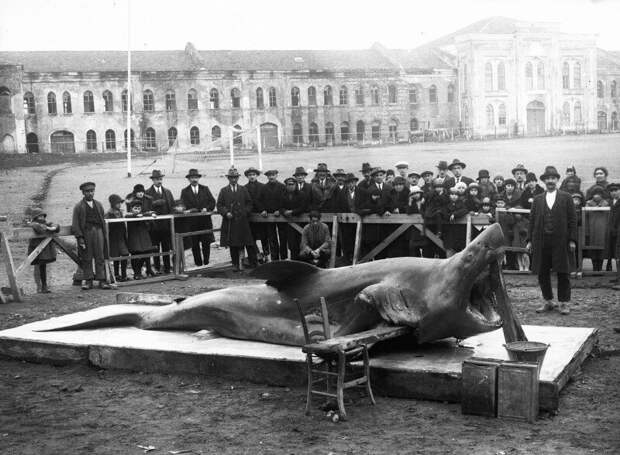 Пойманная на Босфоре необычно большая акула. Турция, 1920-е история, ретро, фото