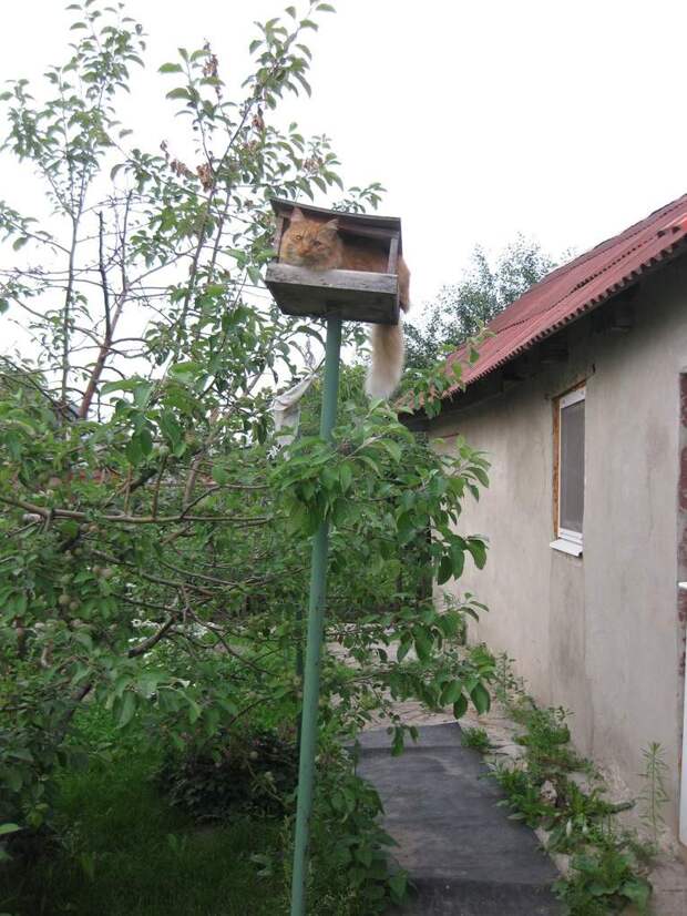20 мест, в которых не должно было быть кота, но вот он (20 фото)