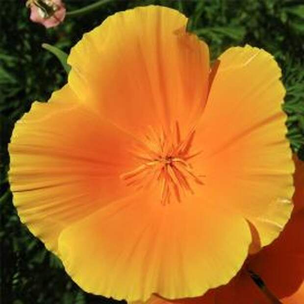 Эшшольция калифорнийская (Eschscholzia californica)