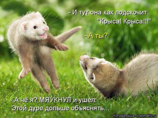 Выпуск 272: Красочные и улыбающие котоматрицы (30 фото) Выпуск 272: Красочные и улыбающие котоматрицы (30 фото)