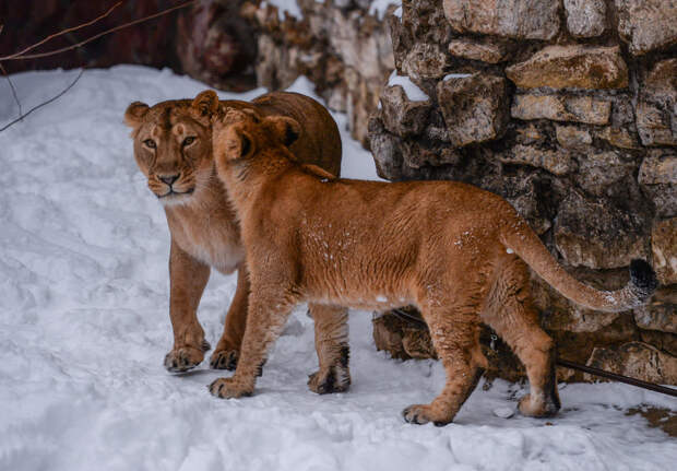 Львы в Московском зоопарке. Фото: © РИА Новости/Евгений Одиноков