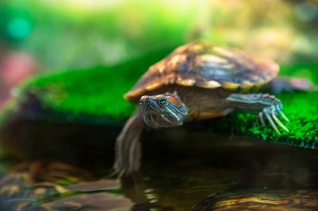 Как выбрать террариум для водной черепахи?
