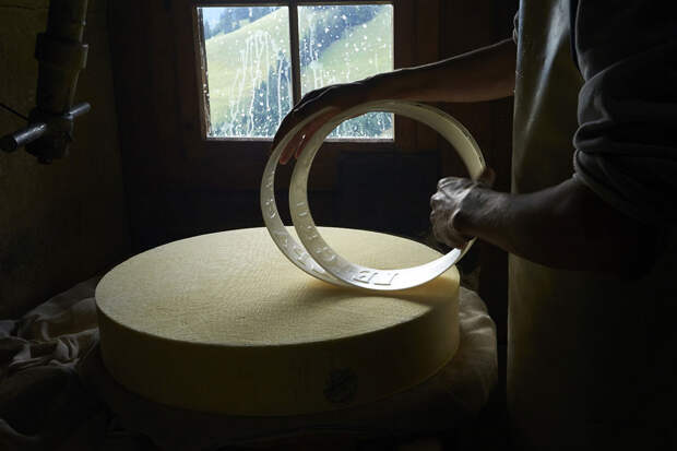 Каждая головка сыра весит 25-40 килограмм