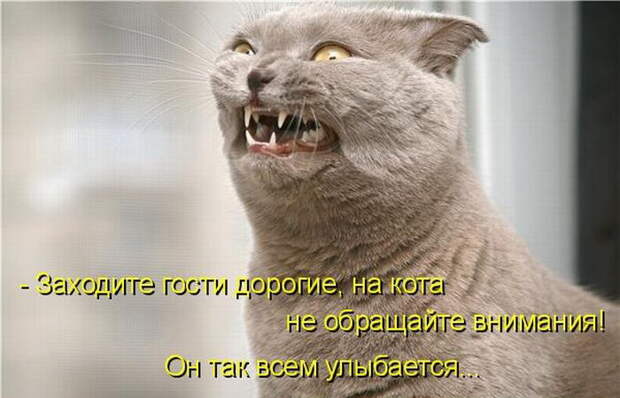 Свежие прикольные котоматрицы (50 фото) Свежие прикольные котоматрицы (50 фото)