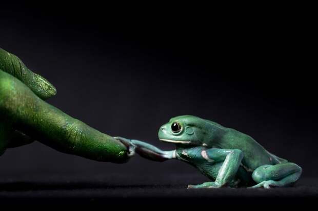 Восковая лягушка держится за вытянутый палец. Этот снимок является частью серии, которая посвящена нашим отношениям с амфибиями животные, искусство, планета земля, природа, фото, хрупкость