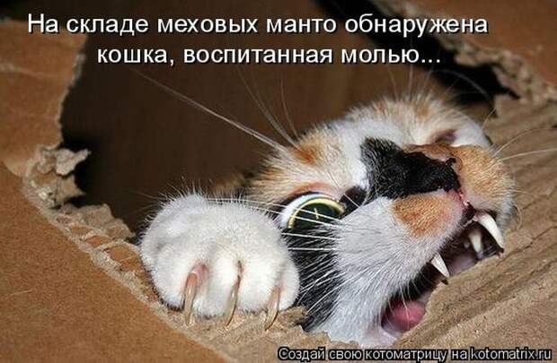 Лучшие котоматрицы недели