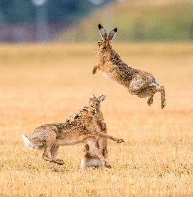 30 июля работник аэродрома Питерборо, Кембриджшир, увидел, как два зайца борются друг с другом  бой, великобритания, драка, животные, заяц, мир, фотография