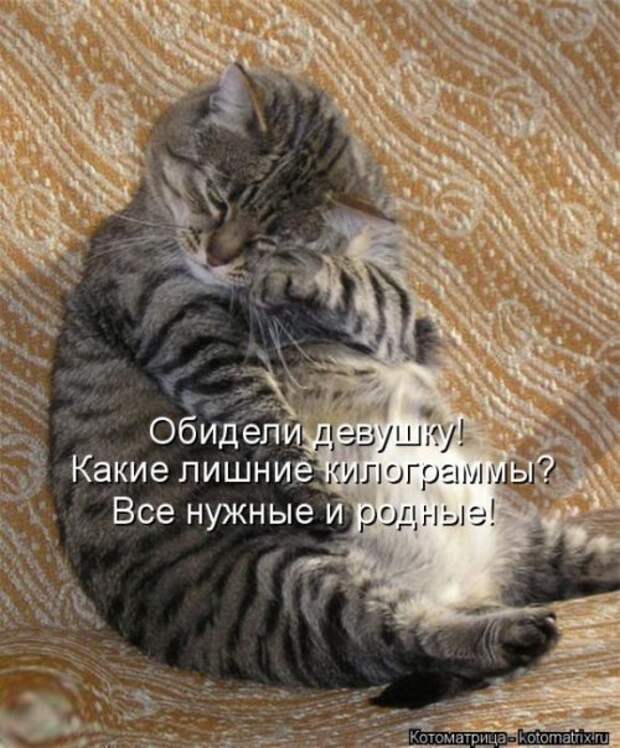 Сборник весёлых котоматриц (35 шт)