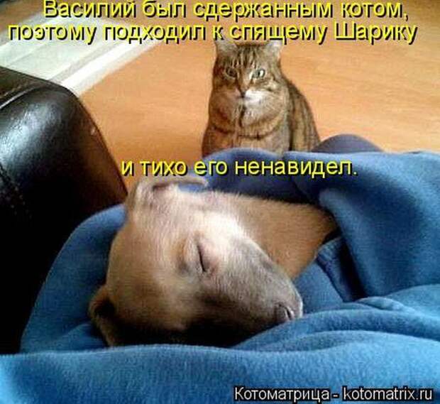Лучшие котоматрицы недели