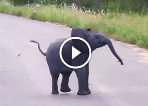 Слонёнок играет с низко летающими ласточками в догонялки