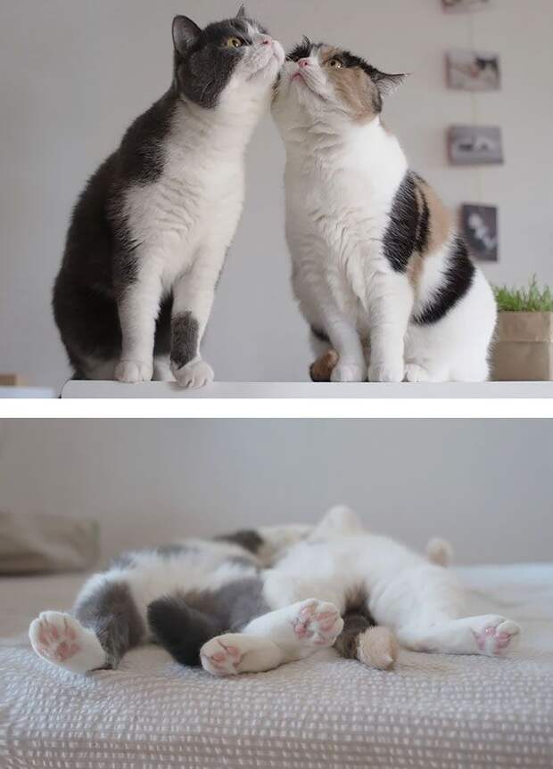 18 кошек доказывающих, что любить может каждый кошки которые умеют любить, кошачья любовь