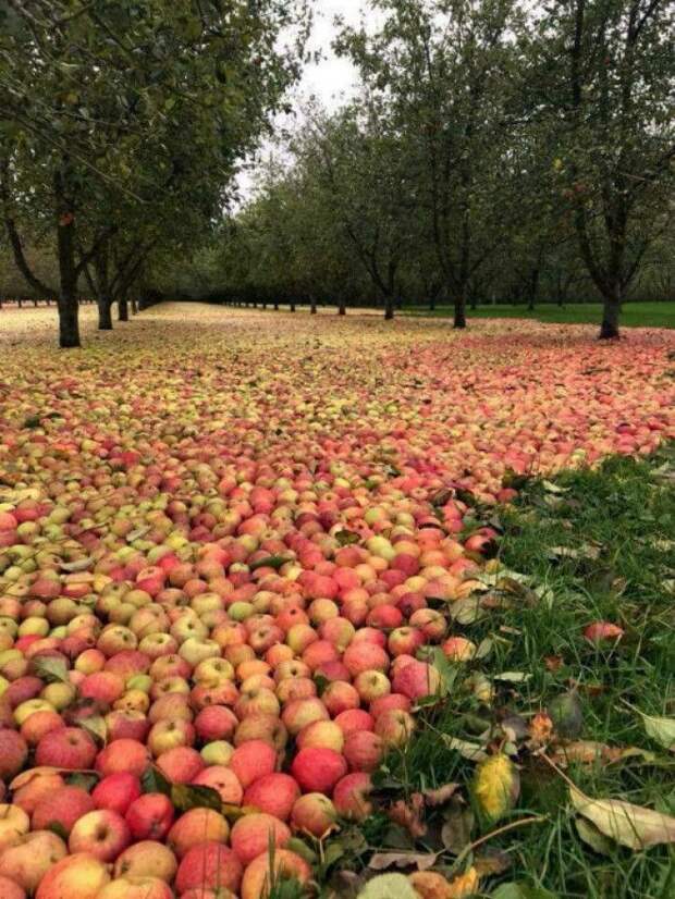 Скромный урожай яблок