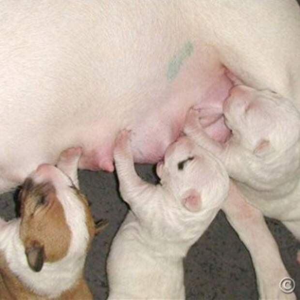 Новорожденные без матери щенки. Мини бультерьер щенки новорождённые. Щенки бультерьера Новорожденные. Щенки сосутся.