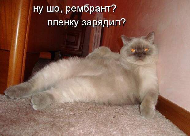Забавные животные :)