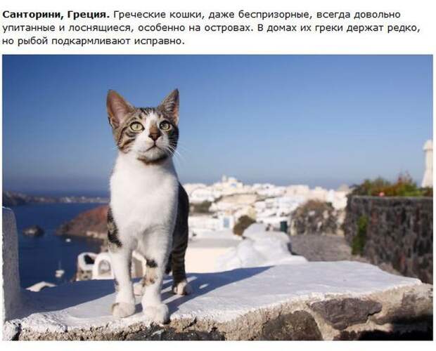 Города котиков (28 фото)