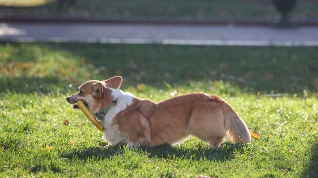 Как вести себя с чужой собакой: правила безопасности и этикета