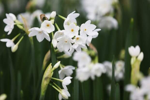 Нарцисс бумажный (Narcissus papyraceus). © Eden Project  📷 