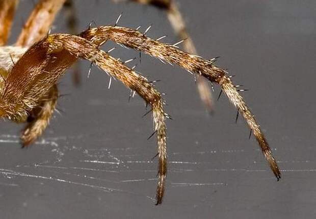 Посмотрим, сколько лап у паука и как он ими пользуется