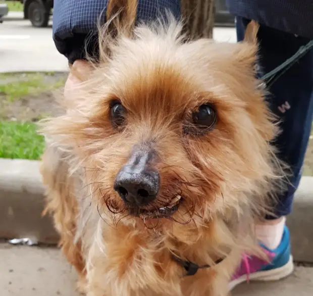 На улице Маршала Бирюзова нашли йоркширского терьера