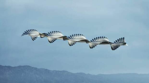 Фотограф показал, как в небе выглядят следы птиц в мире, интересно, природа, птиц, следы, фото, фотограф