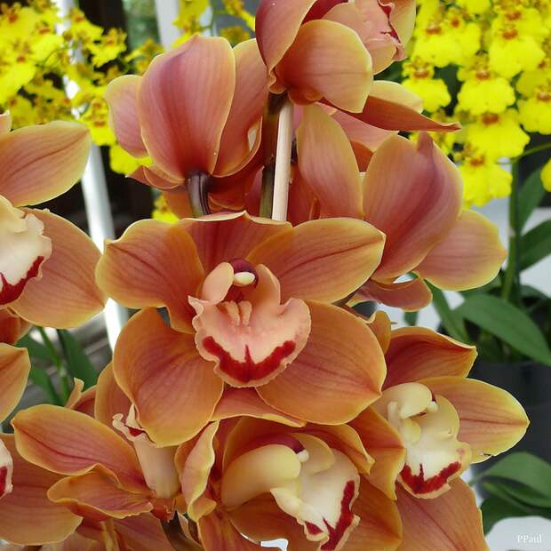 орхидеи в Павильоне королевы Беатрикс