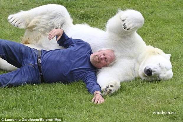 Жизнь белого медведя