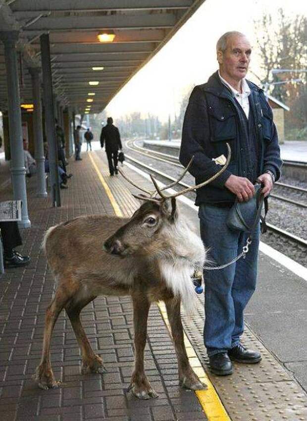 strange pet walking06