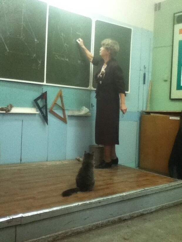 20 мест, в которых не должно было быть кота, но вот он (20 фото)