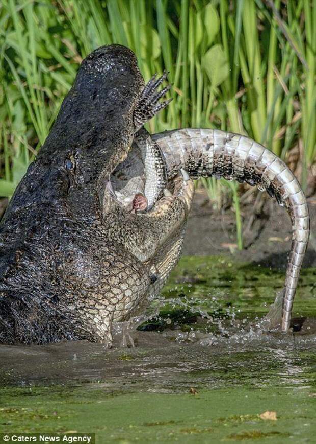 Каннибализм в дикой природе: аллигатор поедает своего сородича аллигатор, дикие животные, животные, каннибализм, крокодил, фото, хищник