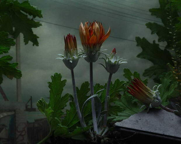 Необычные фотографии растений Daniel Shipp