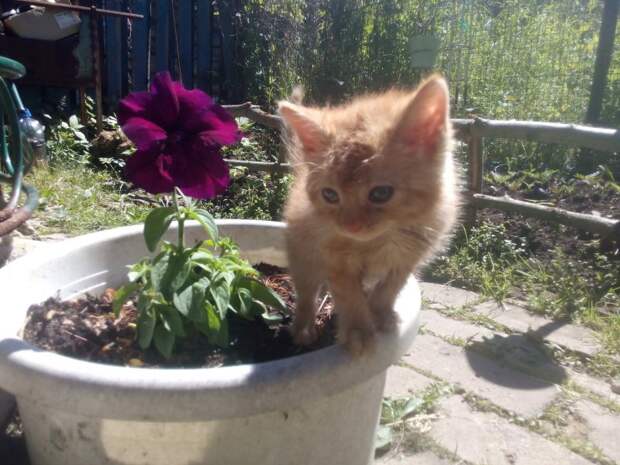 Крошка-котенок забился под машину и плакал от страха Крошка-котенок забился под машину и плакал от страха история, котенок, приют, рыжий котенок