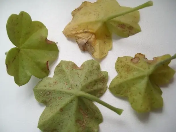 О чём говорят листья пеларгонии (герани )