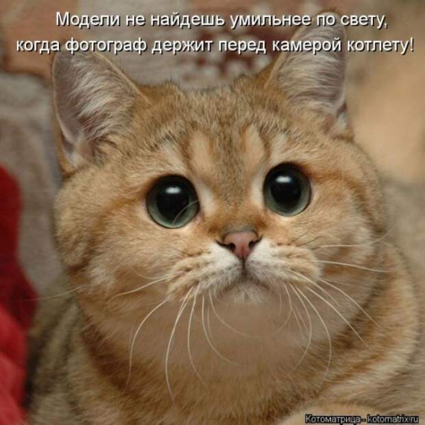 1359322102_1359093519_kotomaua (570x570, 78Kb)